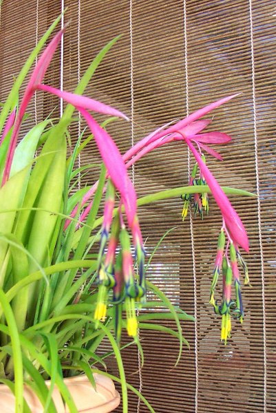 Bilbergia nutans (2).JPG