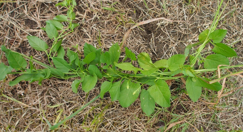 bindweed field.jpg