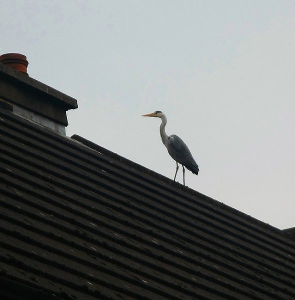 bird - heron on roof (3).JPG