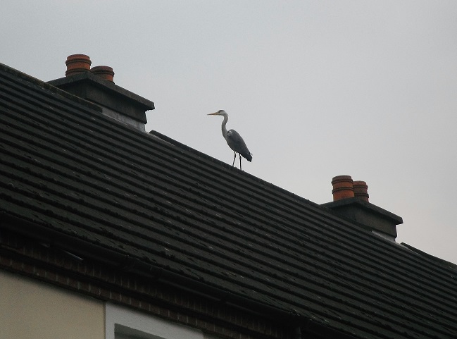 bird - heron on roof.JPG
