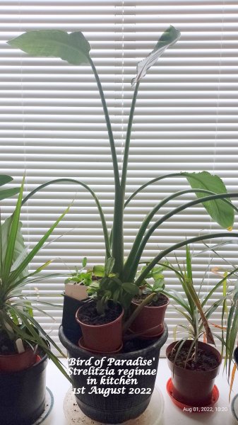 'Bird of Paradise' Strelitzia reginae in kitchen 1st August 2022.jpg
