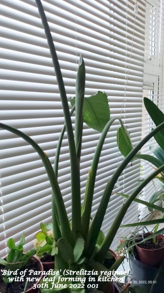 'Bird of Paradise' (Strelitzia reginae) with new leaf forming in kitchen 30th June 2022 001.jpg
