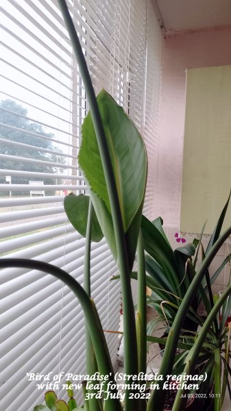'Bird of Paradise' (Strelitzia reginae) with new leaf forming in kitchen 3rd July 2022.jpg