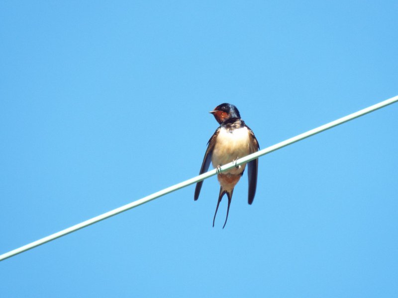 Bird on a Wire.JPG