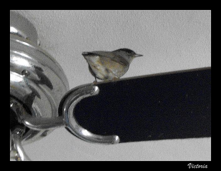 Bird on Fan.jpg