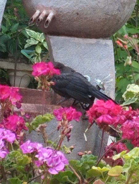 Bird on Toby 27 May 25.jpg