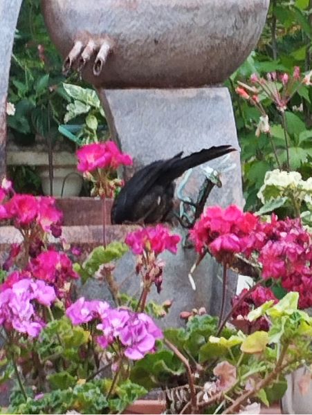 Bird on Toby1 27 May 25.png