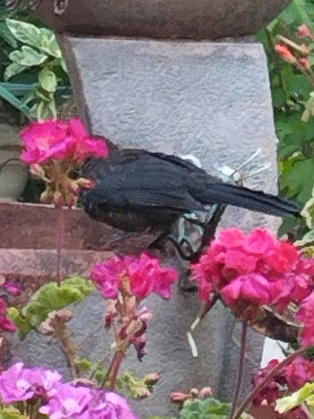 Bird on Toby2 27 May 25.jpg