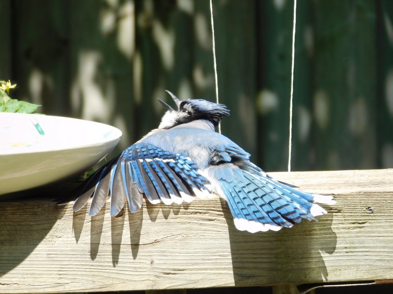 Birdbathtime (2).JPG