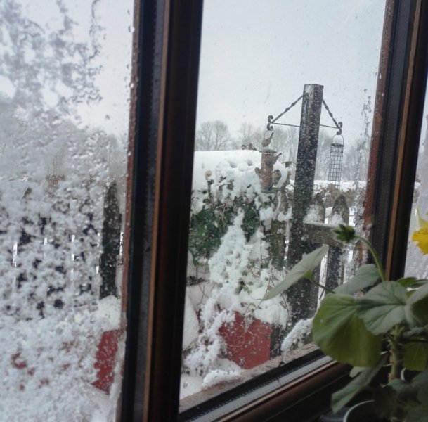 BIRDIES -Snow feeders 18-03-18.jpg