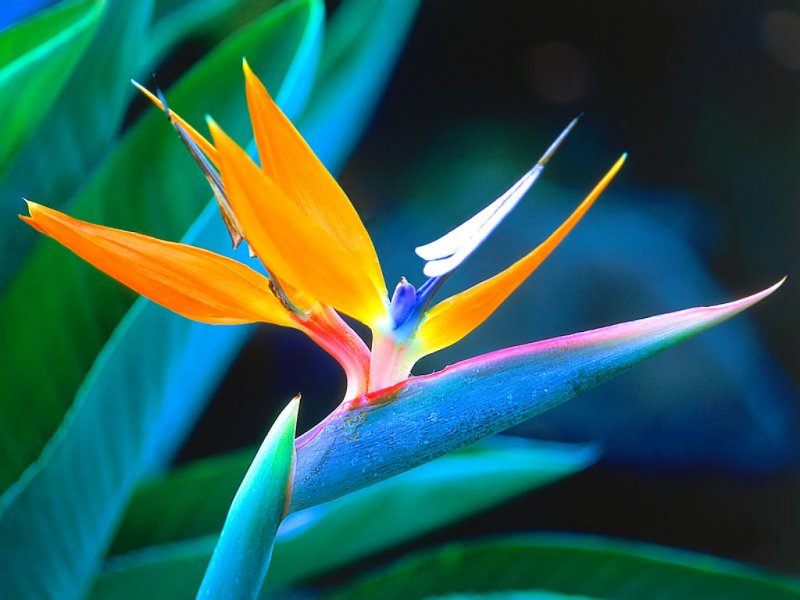 birds-of-paradise.jpg