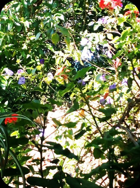 BJungle 20 May 224.jpg