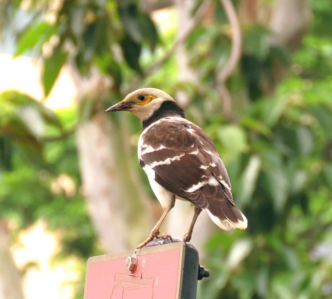 Black Collared Starling 3.jpg
