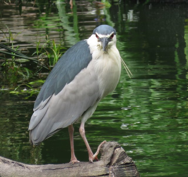 Black Crowned Night Heron 3.JPG