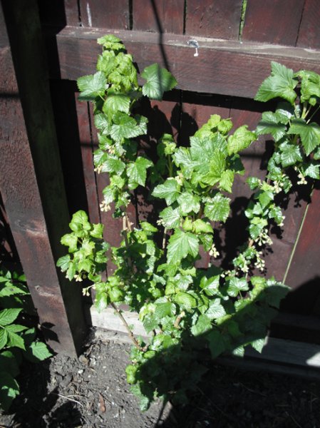 black currant  3-06-2012.jpg