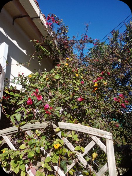 Black eyed Susan 5 Jan 24.jpg