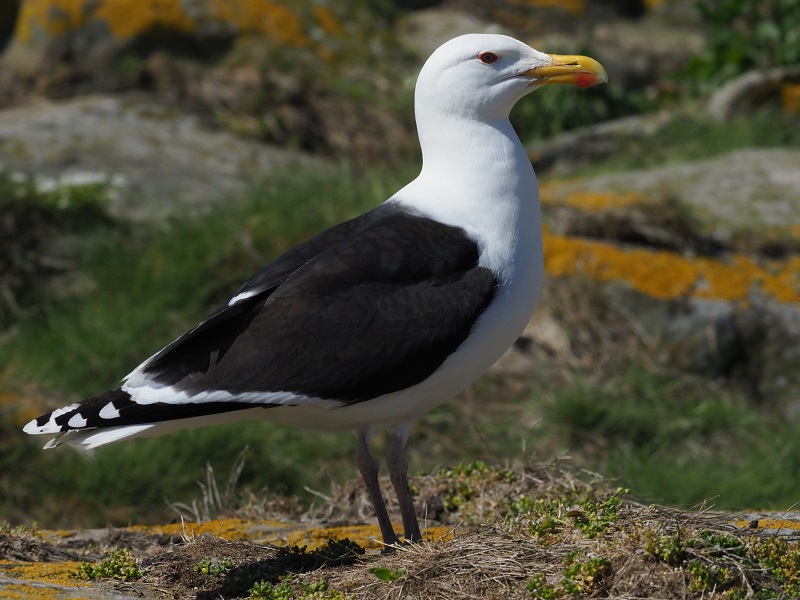 black gull.jpg