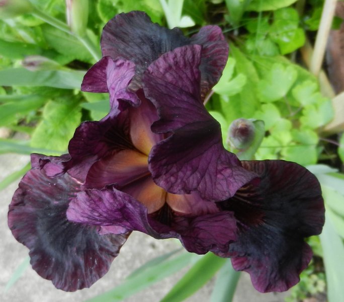 black iris.JPG