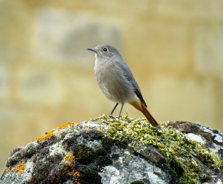 BLACK REDSTART (1).JPG