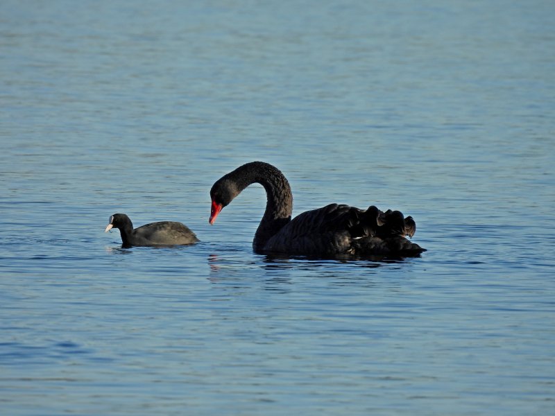 black swan 1.JPG