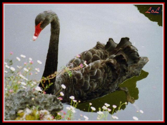 Black Swan.JPG