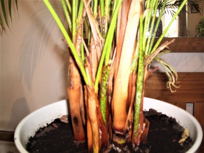 Black White Spot 1.JPG