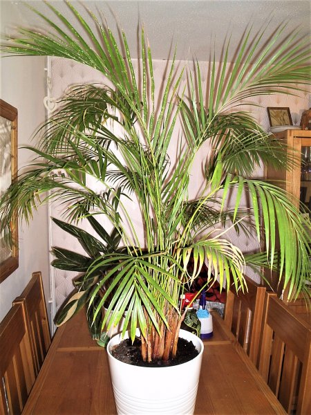 Black White Spot 2.JPG