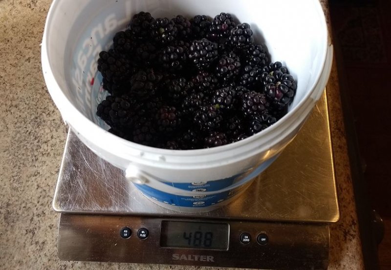 blackberries 2017A.JPG