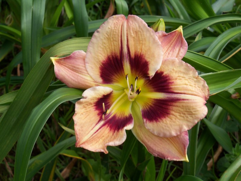 Blackberry Jack x Thomas Tew.JPG