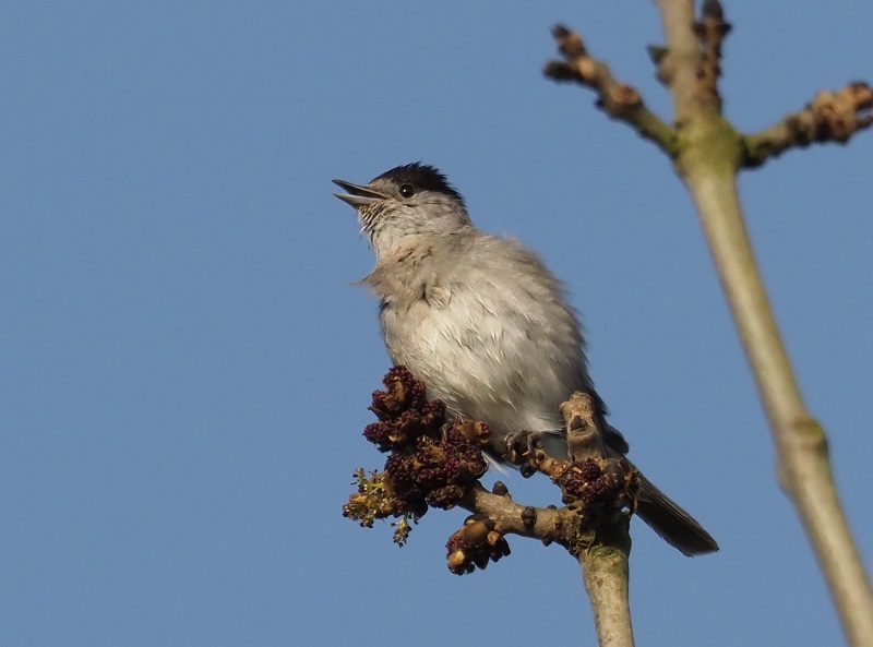 blackcap M.jpg