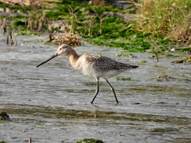 blackwit.JPG