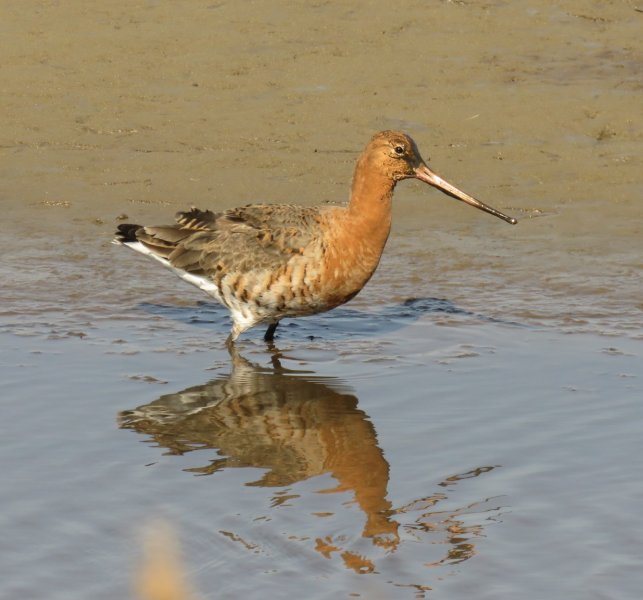 blackwits.jpg