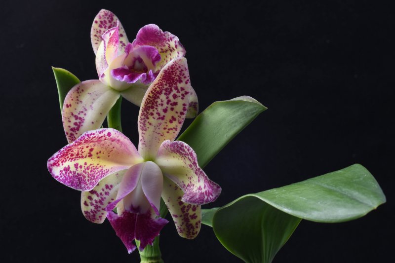 Blc Poka Dots 72.jpg