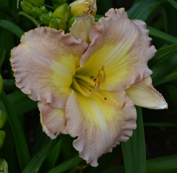 Blessed Art Thou.JPG