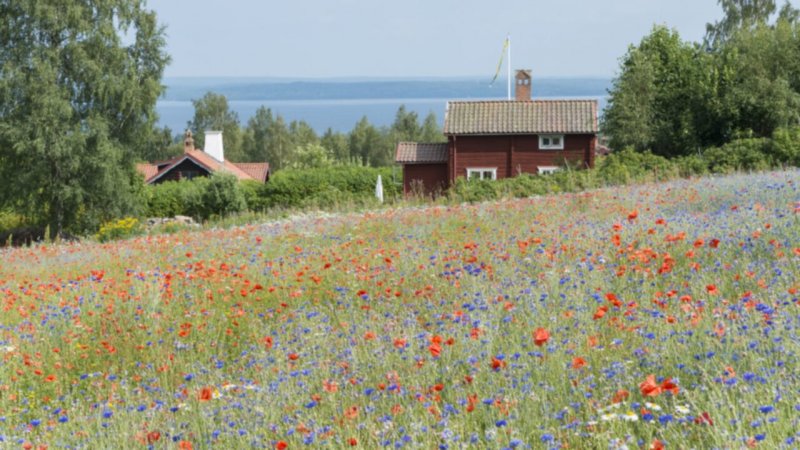 blomsteräng.jpg