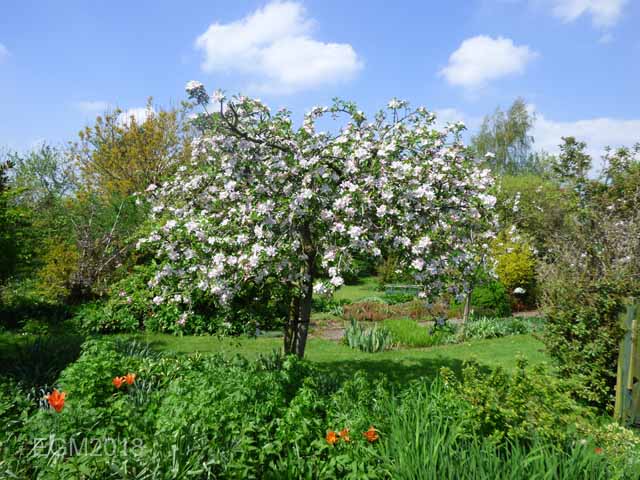 Blossom in May 002.jpg