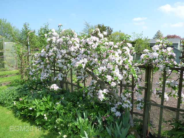 Blossom in May 003.jpg