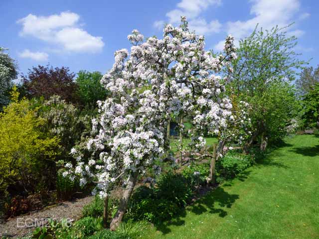 Blossom in May 004.jpg