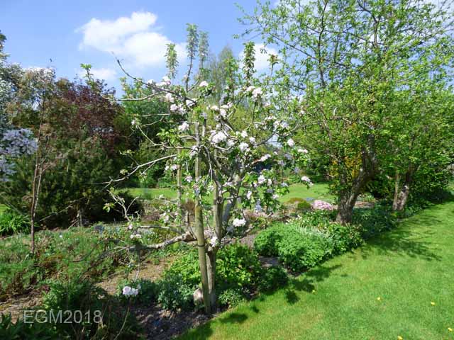 Blossom in May 005.jpg