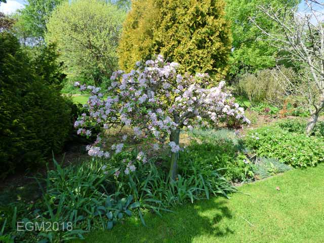 Blossom in May 006.jpg