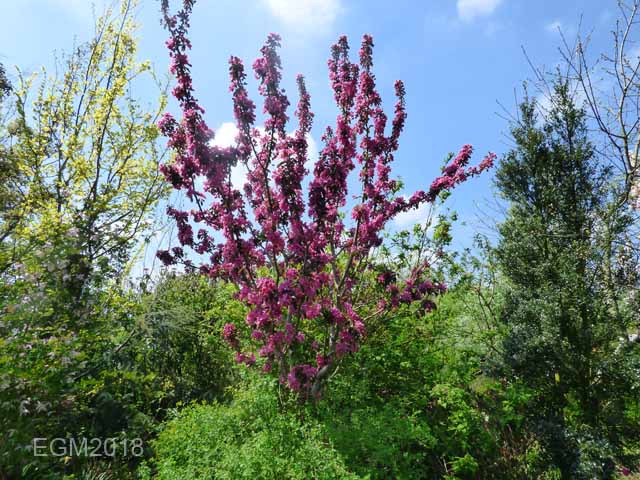 Blossom in May 010.jpg