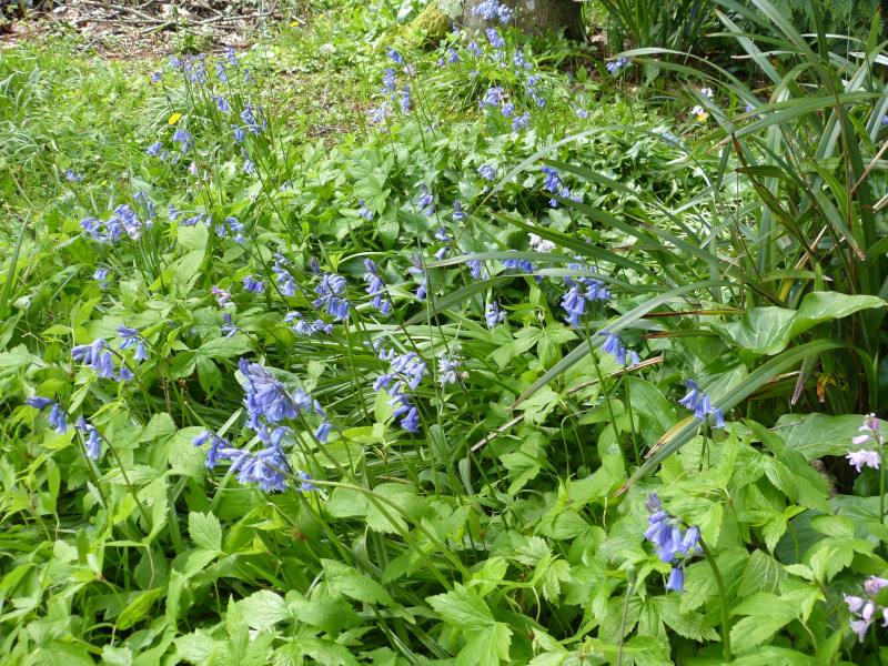 Blue Bells.JPG