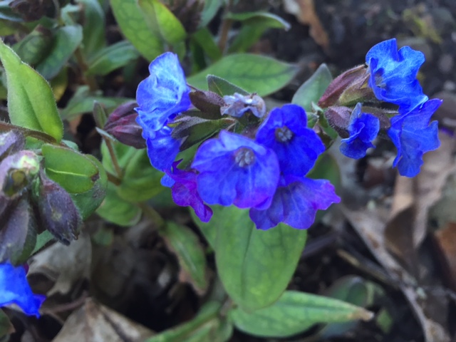 blue flowers.JPG