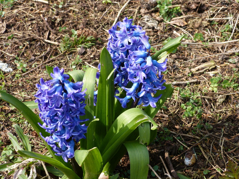 Blue hyacinth (2).JPG