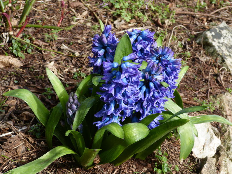 Blue Hyacinth.JPG