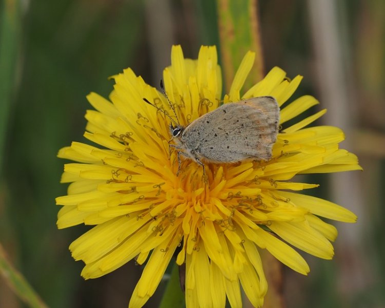 blue ID required.jpg