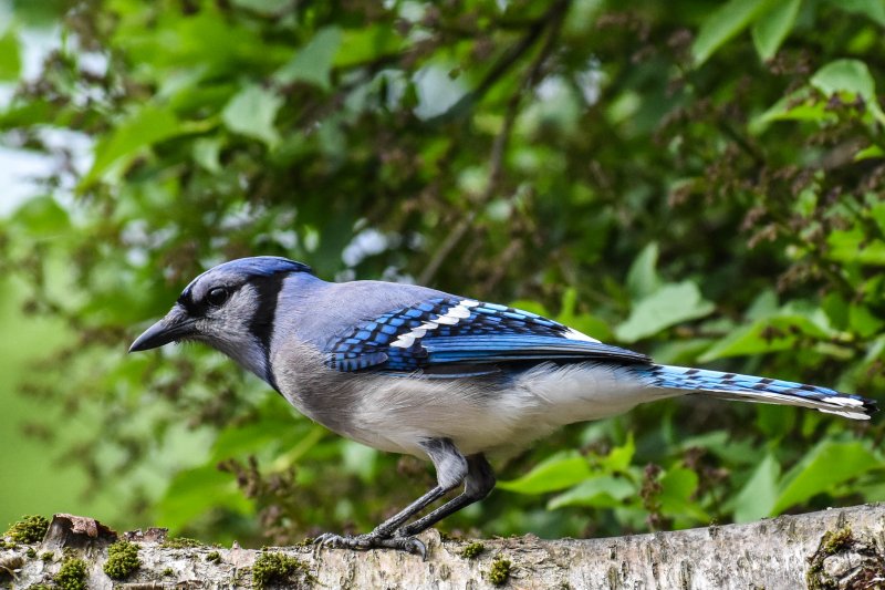 Blue Jay.jpg