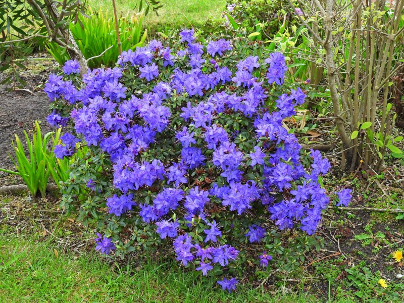 blue rhodo.JPG