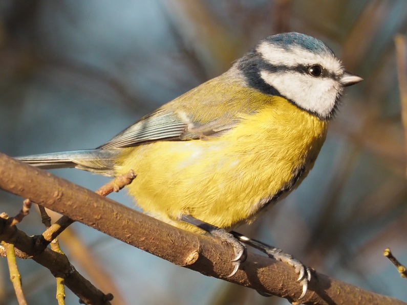 blue tit 2.jpg