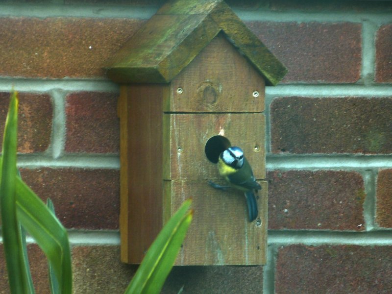 blue tit 2.jpg